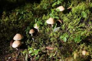 Psilocybine Paddo's en Magische Truffels als natuurlijke bewustzijnsverruimers voor innerlijke reis en spirituele ervaring
